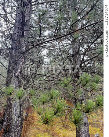 park autumn colors trees dry grass background. High quality photo park autumn colors trees dry grass background. High quality photo 132714574