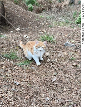 street cat walks through the evening city. High quality photo 132714598