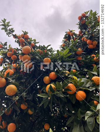fruit trees summer fruits rest garden. High quality photo 132714692