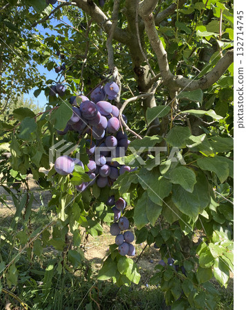 fruit trees summer fruits rest garden. High quality photo fruit trees summer fruits rest garden. High quality photo 132714745