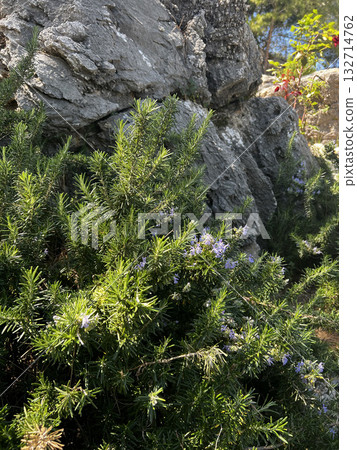 rock close up mountain plants wallpaper background. High quality photo rock close up mountain plants wallpaper background. High quality photo 132714762