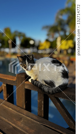 street cat walking. High quality photo street cat walking. High quality photo 132714772