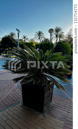 small palm tree. High quality photo small palm tree. High quality photo 132714773