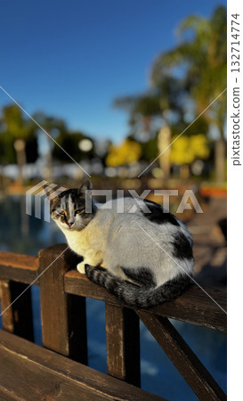 street cat walking. High quality photo street cat walking. High quality photo 132714774