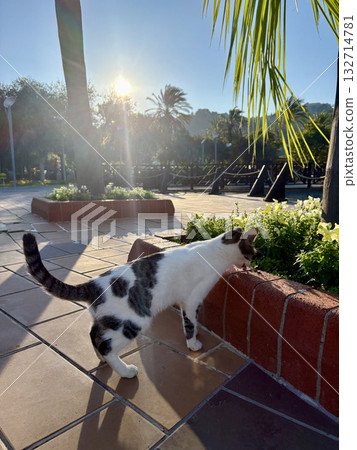 street cat walking. High quality photo 132714781