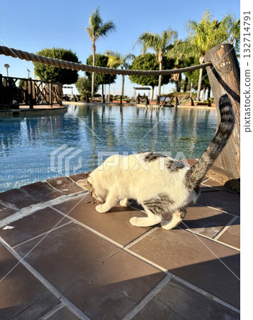 street cat walking. High quality photo 132714791