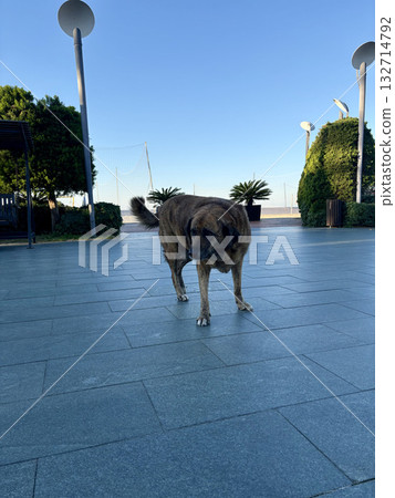 street dog resting. High quality photo 132714792