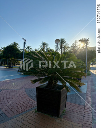 street dog resting. High quality photo 132714798