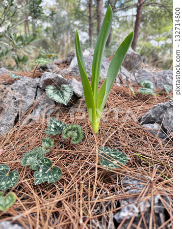 background rock plant close up nature. High quality photo background rock plant close up nature. High quality photo 132714800