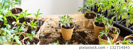 Bright green tomato and pepper seedlings are carefully pricked out from plastic trays and transferred into eco-friendly peat pots on a wooden table in an indoor garden, banner Bright green tomato and pepper seedlings are carefully pricked out from plastic trays and transferred into eco-friendly peat pots on a wooden table in an indoor garden, banner 132714843