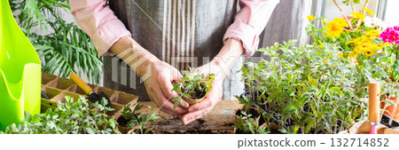 A man carefully pricks out and transfers young tomato seedlings into biodegradable pots. Bright flowers and green plants create a lively indoor garden atmosphere, preparing for spring planting 132714852