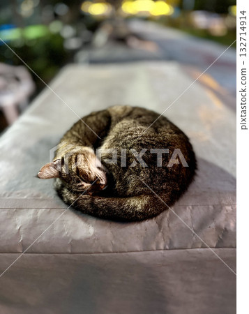 street cat walks through the evening city. High quality photo street cat walks through the evening city. High quality photo 132714914