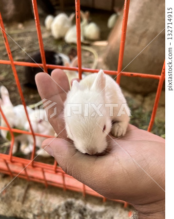 white little rabbit close up. High quality photo white little rabbit close up. High quality photo 132714915