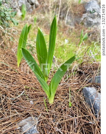 background rock plant close up nature. High quality photo background rock plant close up nature. High quality photo 132714916