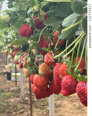 strawberry freshness vitamins background happiness. High quality photo strawberry freshness vitamins background happiness. High quality photo 132714917