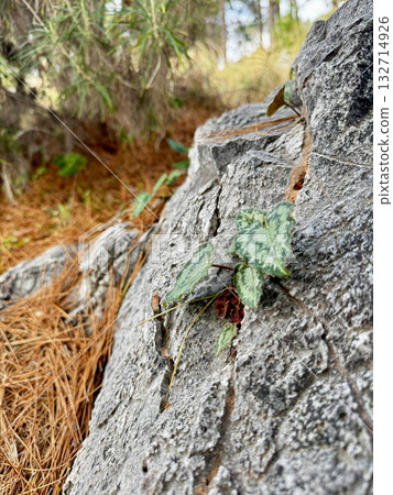 background rock plant close up nature. High quality photo background rock plant close up nature. High quality photo 132714926