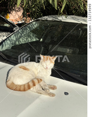 street cat walks through the evening city. High quality photo 132714949
