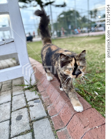 street cat walks through the evening city. High quality photo 132714954