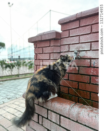street cat walks through the evening city. High quality photo street cat walks through the evening city. High quality photo 132714955