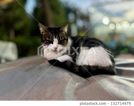 street cat walks through the evening city. High quality photo street cat walks through the evening city. High quality photo 132714979