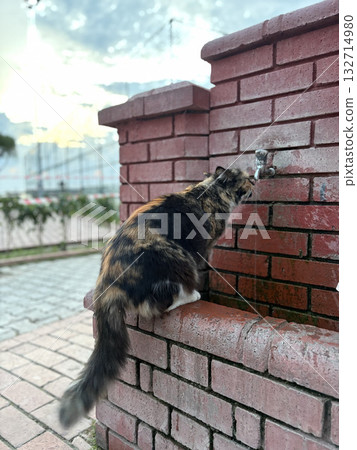 street cat walks through the evening city. High quality photo street cat walks through the evening city. High quality photo 132714980