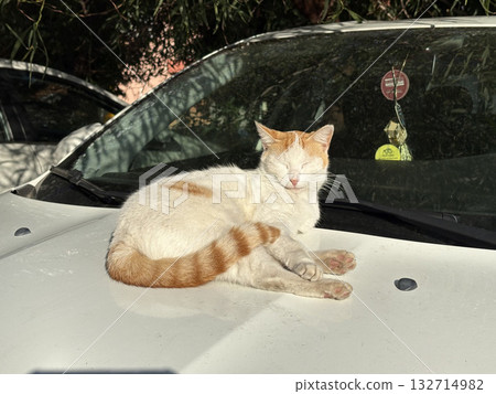 street cat walks through the evening city. High quality photo 132714982