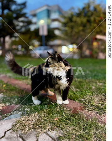 street cat walks through the evening city. High quality photo street cat walks through the evening city. High quality photo 132714990