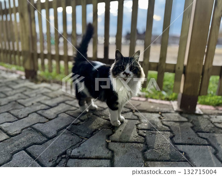 street cat walks through the evening city. High quality photo street cat walks through the evening city. High quality photo 132715004