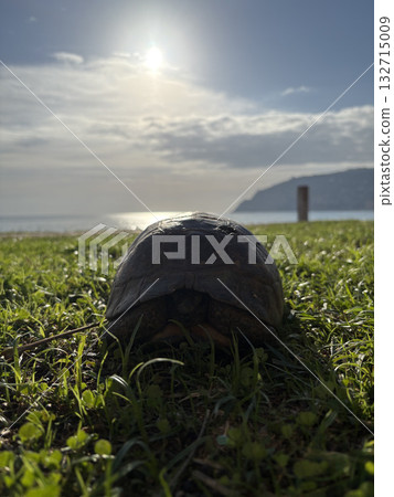 turtle close up on the sea coast. High quality photo 132715009