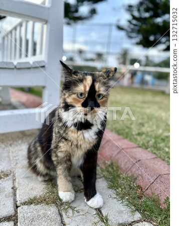 street cat walks through the evening city. High quality photo 132715032