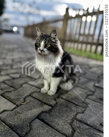 street cat walks through the evening city. High quality photo street cat walks through the evening city. High quality photo 132715038