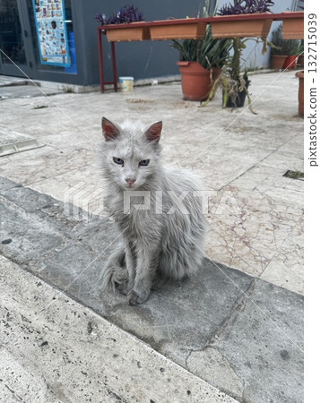 street cat walks through the evening city. High quality photo street cat walks through the evening city. High quality photo 132715039