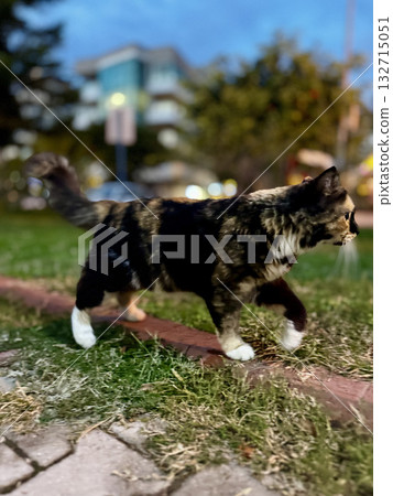 street cat walks through the evening city. High quality photo street cat walks through the evening city. High quality photo 132715051