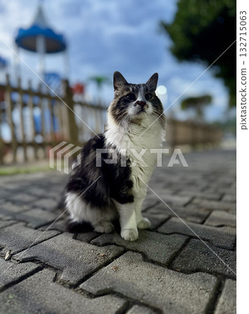 street cat walks through the evening city. High quality photo street cat walks through the evening city. High quality photo 132715063