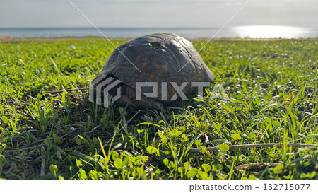 turtle close up on the sea coast. High quality photo turtle close up on the sea coast. High quality photo 132715077