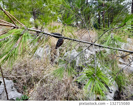 background rock plant close up nature. High quality photo background rock plant close up nature. High quality photo 132715080
