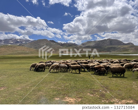 flock of sheep pasture in the mountains nature. High quality photo 132715084