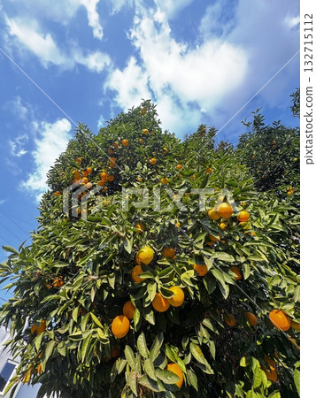 citrus fruits on tree close up background oranges orange. High quality photo 132715112