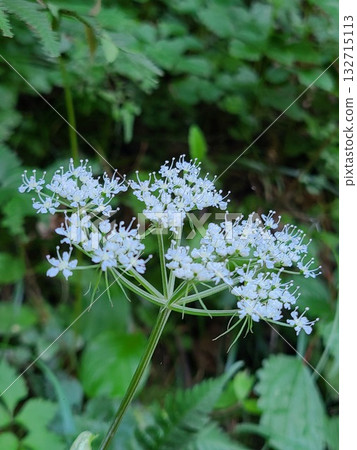White flowers blooming in damp shade 132715113