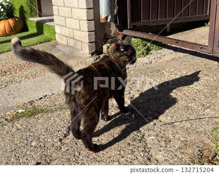 Cat standing on sunlit pavement casting long shadow. Domestic animal, natural light and peaceful outdoor moment. 132715204