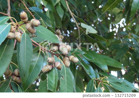 秋季成熟的橡子。生長在樹上的橡實。 132715209