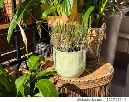 Heather plant in ceramic pot illuminated by sunlight. Natural beauty, cozy urban corner and peaceful autumn mood. Heather plant in ceramic pot illuminated by sunlight. Natural beauty, cozy urban corner and peaceful autumn mood. 132715244