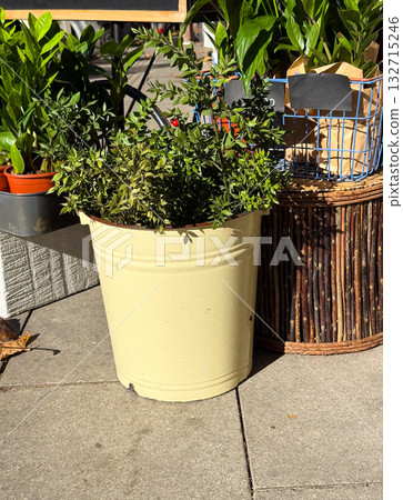 Green shrub in beige pot placed on city pavement. Outdoor decoration, calm urban simplicity and natural freshness. 132715246