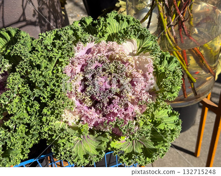 Ornamental cabbage with green and purple leaves in sunlight. Botanical texture, natural detail and seasonal aesthetic. 132715248