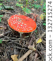 Poisonous mushroom fly agaric grows in the forest 132715274