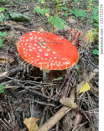 Poisonous mushroom fly agaric grows in the forest 132715274