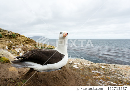 Black-browed Albatross sitting on a mud pillar nest Black-browed Albatross sitting on a mud pillar nest 132715287