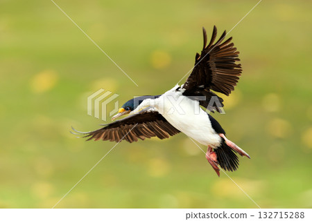 Close-up of an Imperial Shag in flight with wings spread in the Falkland Islands Close-up of an Imperial Shag in flight with wings spread in the Falkland Islands 132715288