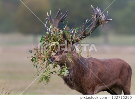 Majestic red deer stag with bracken on antlers during the rut in autumn 132715290