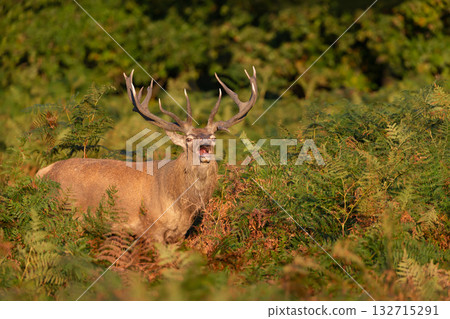 Red deer stag roaring during rutting season in morning light 132715291